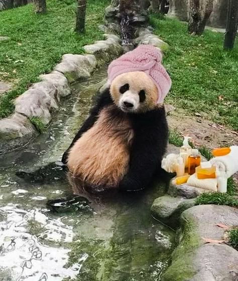 Панда на ветке