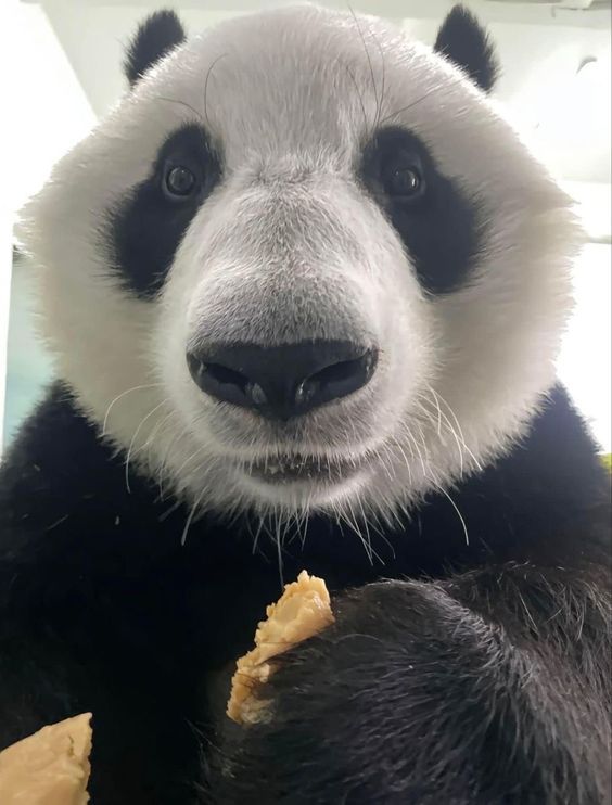 Панда кувыркается