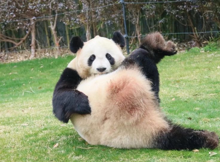 Панда сидит