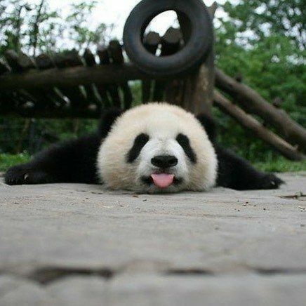 Панда смотрит в камеру